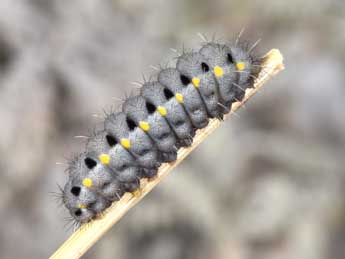  Chenille de Zygaena corsica Bsdv. - �Philippe Mothiron