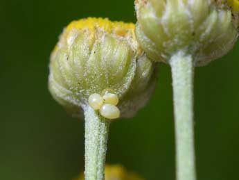  Oeuf de Zygaena corsica Bsdv. - �Herv� Guyot