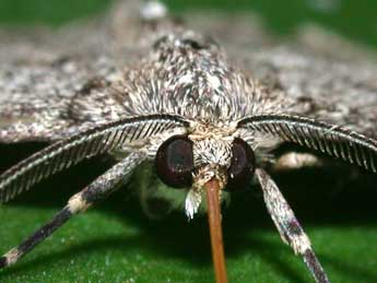 Pseudoterpna corsicaria Rbr adulte - �Philippe Mothiron