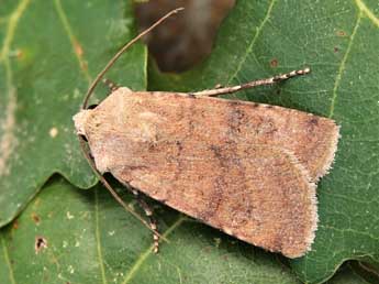 Euxoa cos Hb. adulte - �Lionel Taurand