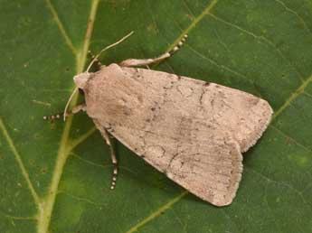 Euxoa cos Hb. adulte - �Philippe Mothiron