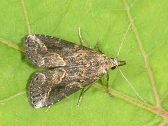 Schrankia costaestrigalis Stph. adulte - �Philippe Mothiron