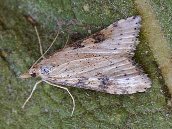 Udea costalis Ev. adulte - �Lionel Taurand