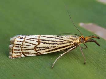 Chrysocramboides craterellus Scop. adulte - �Lionel Taurand