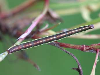  Chenille de Lythria cruentaria Hfn. - �Jeroen Voogd