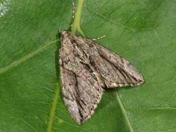 Thera cupressata Gey. adulte - �Philippe Mothiron