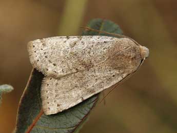 Conistra daubei Dup. adulte - �Lionel Taurand