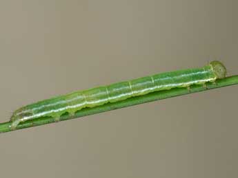  Chenille de Deltote deceptoria Scop. - �Jeroen Voogd