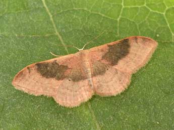 Idaea degeneraria Hb. adulte - �Philippe Mothiron