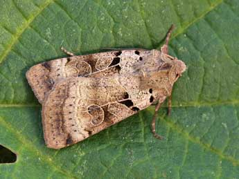 Eugnorisma depuncta L. adulte - �Lionel Taurand