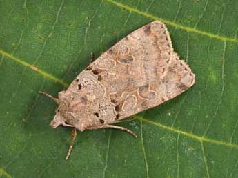 Eugnorisma depuncta L. adulte - �Philippe Mothiron