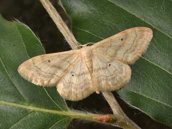 Idaea deversaria H.-S. adulte - �Philippe Mothiron