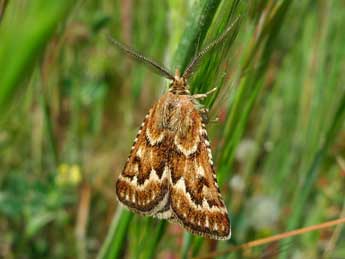 Synaphe diffidalis Gn. adulte - �Emmanuelle Champion