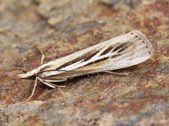 Catoptria digitellus H.-S. adulte - �Lionel Taurand