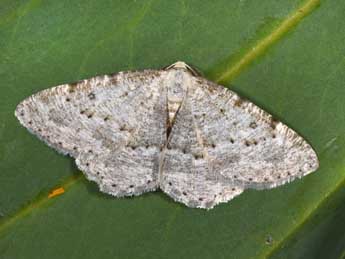 Yezognophos dilucidaria D. & S. adulte - �Philippe Mothiron