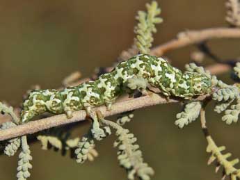  Chenille de Alvaradoia disjecta Rothsch. - �Lionel Taurand