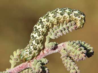  Chenille de Alvaradoia disjecta Rothsch. - �Lionel Taurand