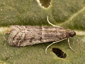 Ephestia disparella Rag. adulte - �Lionel Taurand