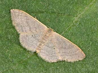 Idaea distinctaria Bsdv. adulte - �Philippe Mothiron