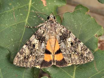 Catocala diversa Gey. adulte - �Lionel Taurand