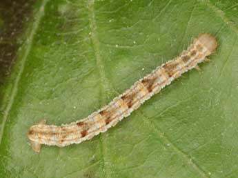  Chenille de Eupithecia dodoneata Gn. - �Heiner Ziegler