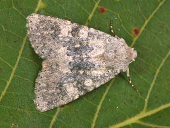 Polymixis dubia Dup. adulte - �Philippe Mothiron