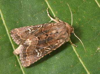 Luperina dumerilii Dup. adulte - �Philippe Mothiron