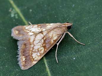 Evergestis dumerlei Lrt adulte - �Lionel Taurand