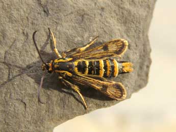 Chamaesphecia dumonti Le Cerf adulte - �Ruben Meert