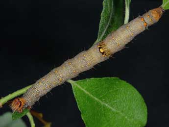  Chenille de Catocala electa Vieweg - �Kimmo Silvonen