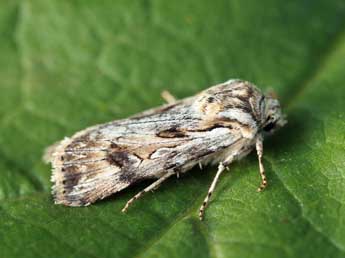 Agrotis endogaea Bsdv. adulte - �Daniel Morel