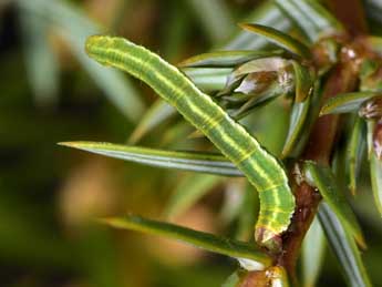  Chenille de Eupithecia ericeata Rbr - �Paolo Mazzei