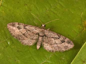 Eupithecia ericeata Rbr adulte - �Philippe Mothiron