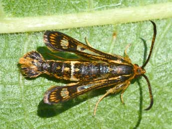 Chamaesphecia euceraeformis O. adulte - �St�phane Grenier