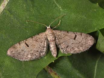Eupithecia extraversaria H.-S. adulte - �Philippe Mothiron