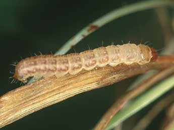  Chenille de Photedes extrema Hb. - �Kimmo Silvonen