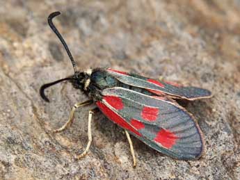 Zygaena exulans Hochenwart adulte - �Lionel Taurand