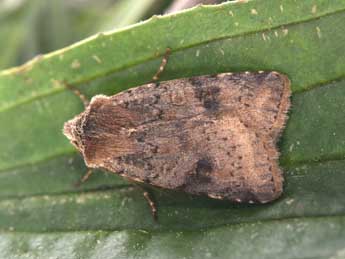 Cerastis faceta Tr. adulte - �Philippe Mothiron