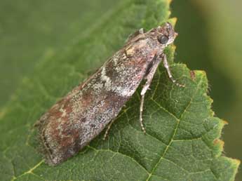 Laodamia faecella Z. adulte - �Philippe Mothiron