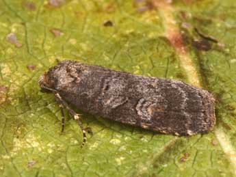 Stilbia faillae P�ng. adulte - �Philippe Mothiron