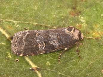 Stilbia faillae P�ng. adulte - �Philippe Mothiron