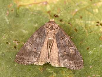 Stilbia faillae P�ng. adulte - �Philippe Mothiron