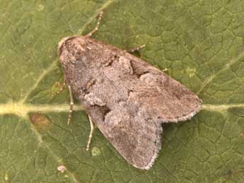 Stilbia faillae P�ng. adulte - �Philippe Mothiron