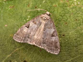 Stilbia faillae P�ng. adulte - �Philippe Mothiron