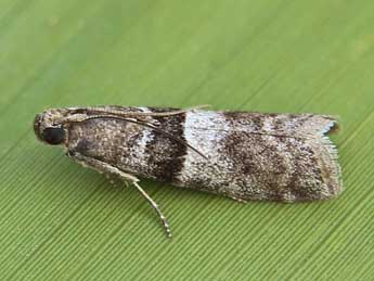 Elegia atrifasciella Rag. adulte - �Lionel Taurand