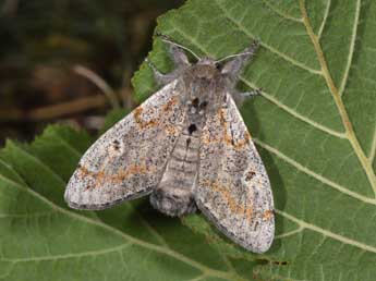 Gynaephora fascelina L. adulte - �Philippe Mothiron