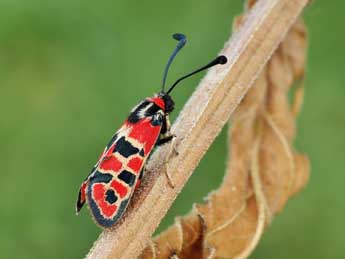 Zygaena fausta L. adulte - �Lionel Taurand