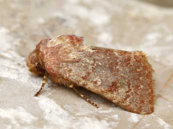 Metopoceras felicina Donz. adulte - �Lionel Taurand