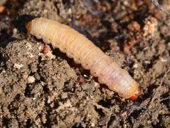  Chenille de Dasypolia ferdinandi R�hl - �St�phane Grenier