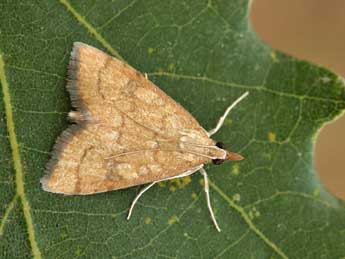 Udea fimbriatralis Dup. adulte - �Lionel Taurand